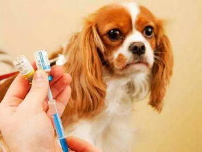 宠物疫苗注射方法