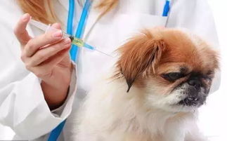 宠物疫苗怎么打?