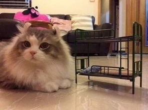 猫咪专用小床品牌