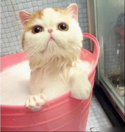 宠物洗澡用人的洗发水可以吗