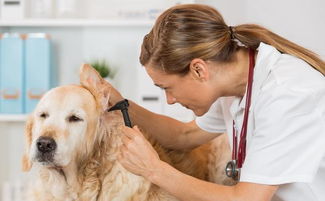宠物犬疾病的防御与治疗方法