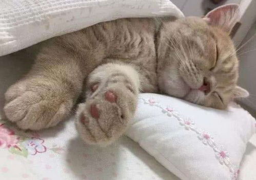 猫咪专用小床怎么做