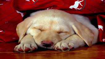 狗狗睡眠质量