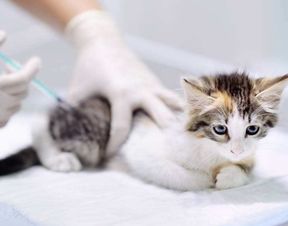 猫咪疫苗接种常见问
