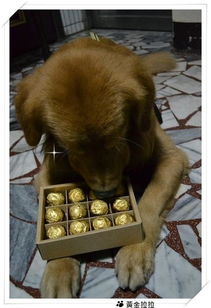 宠物狗巧克力中毒防