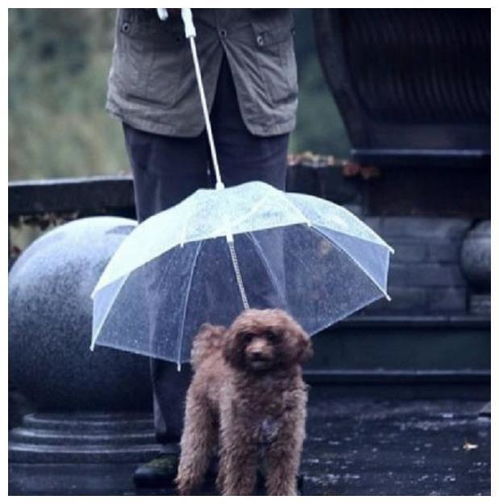 宠物适用型雨衣选择