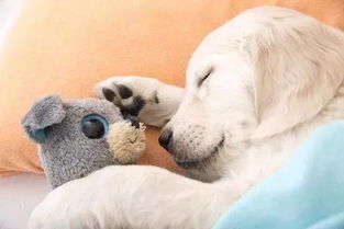 宠物狗睡眠舒适度提升技巧