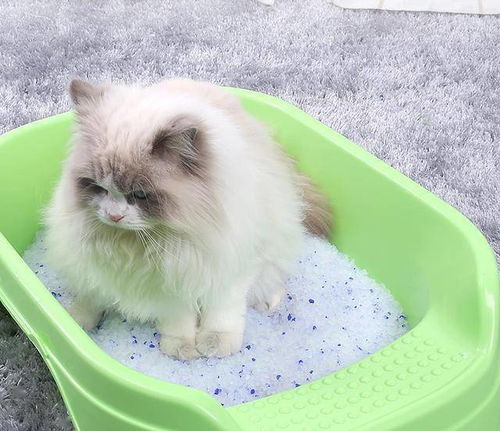 教宠物猫使用猫砂盆