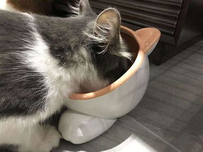 宠物猫零食的正确喂