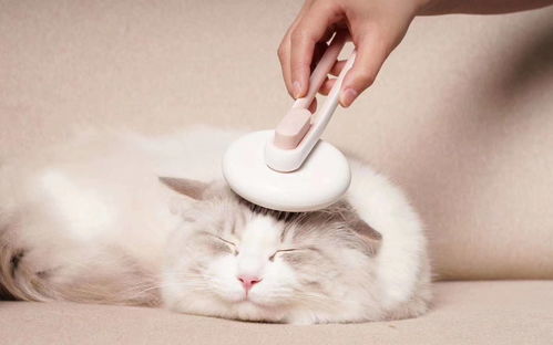 猫咪专用梳子怎么用