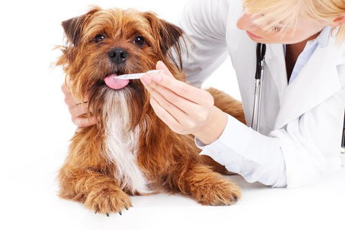 宠物肠炎用什么药