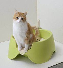 怎样训练猫用猫砂盆排便