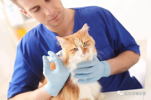 猫猫疫苗不良反应